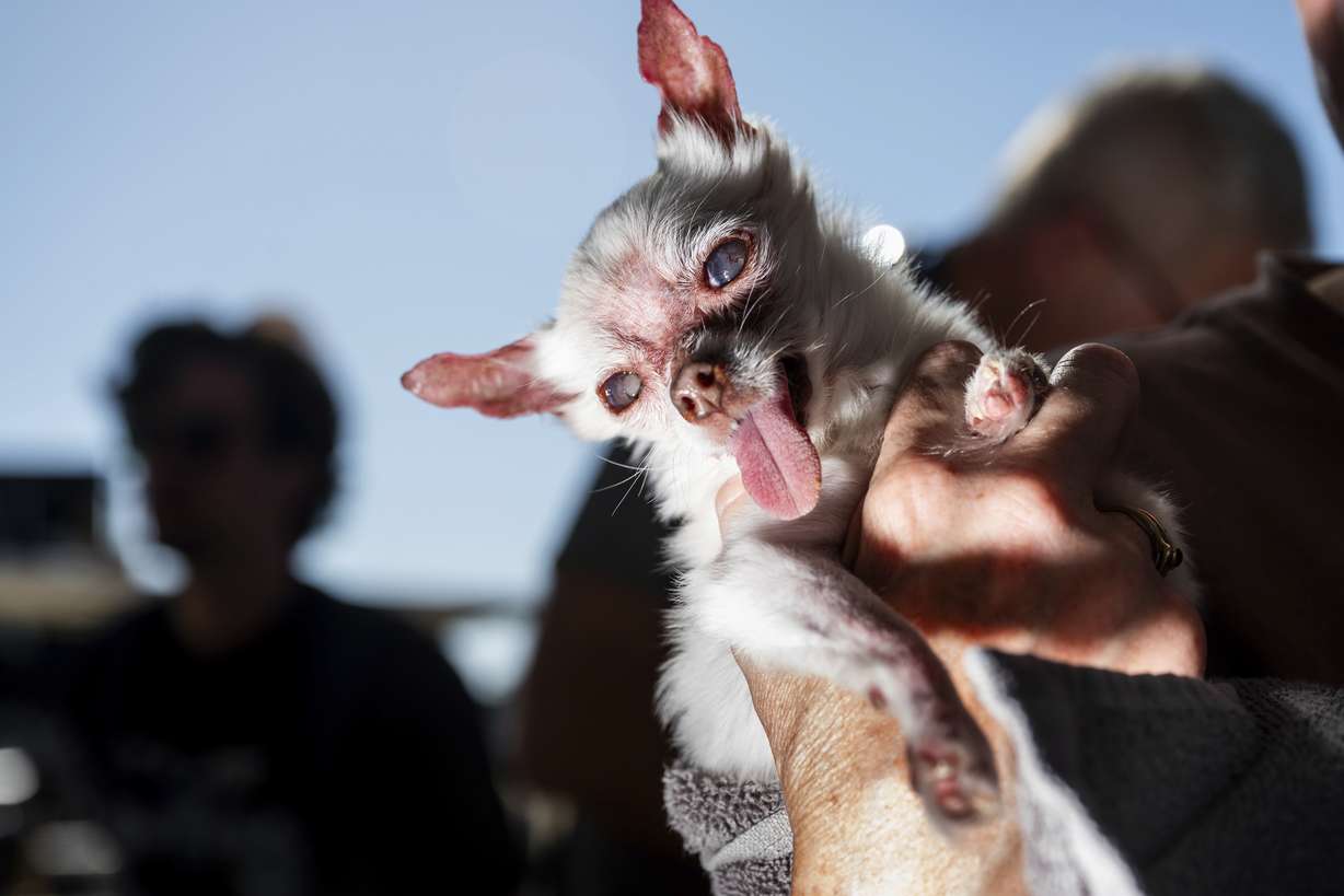 Nezumi, a 13-year-old Chihuahua, waits to compete in the World's Ugliest Dog Contest at the Sonoma County Fair in Santa Rosa, Calif., on Friday.