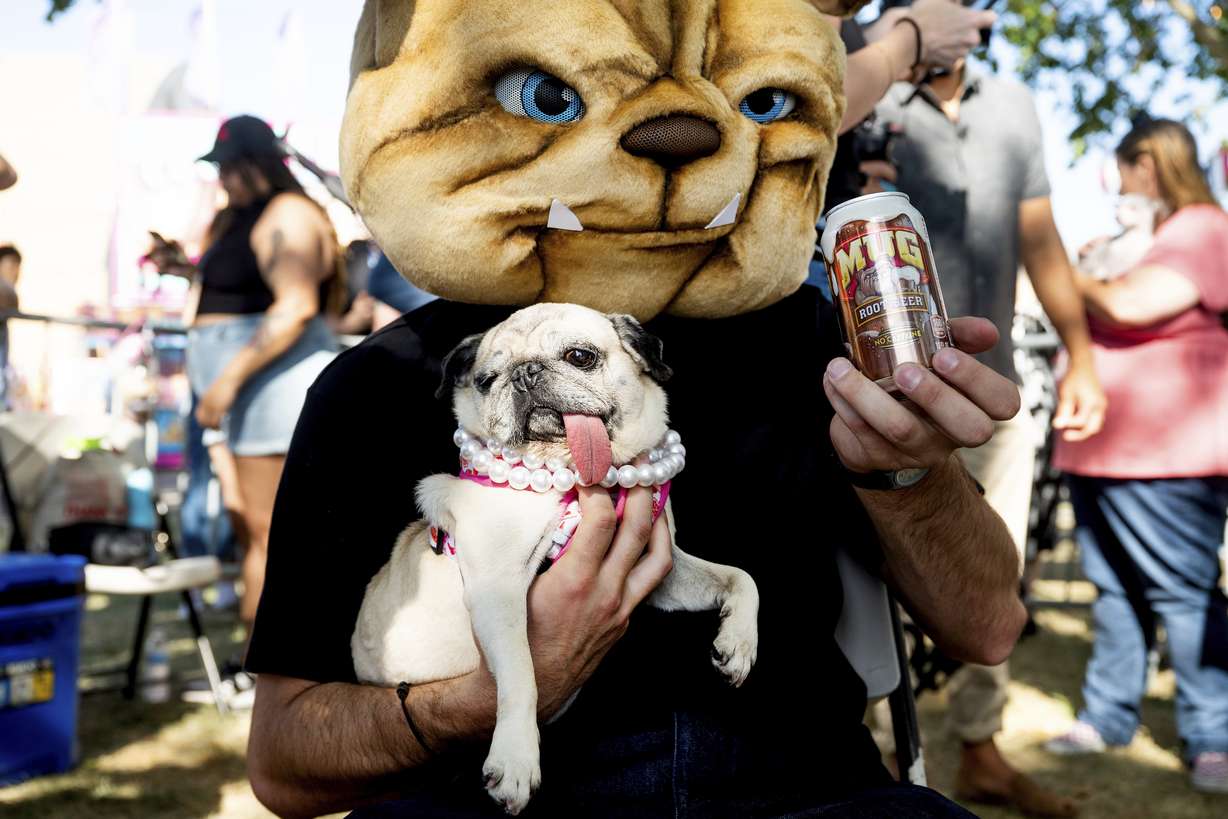 Jinny Lu, a 5-year-old pug who was rescued from Korea, prepares to compete in the World's Ugliest Dog Contest at the Sonoma County Fair in Santa Rosa, Calif., on Friday. Jinny went on to win second place and a spirit award.