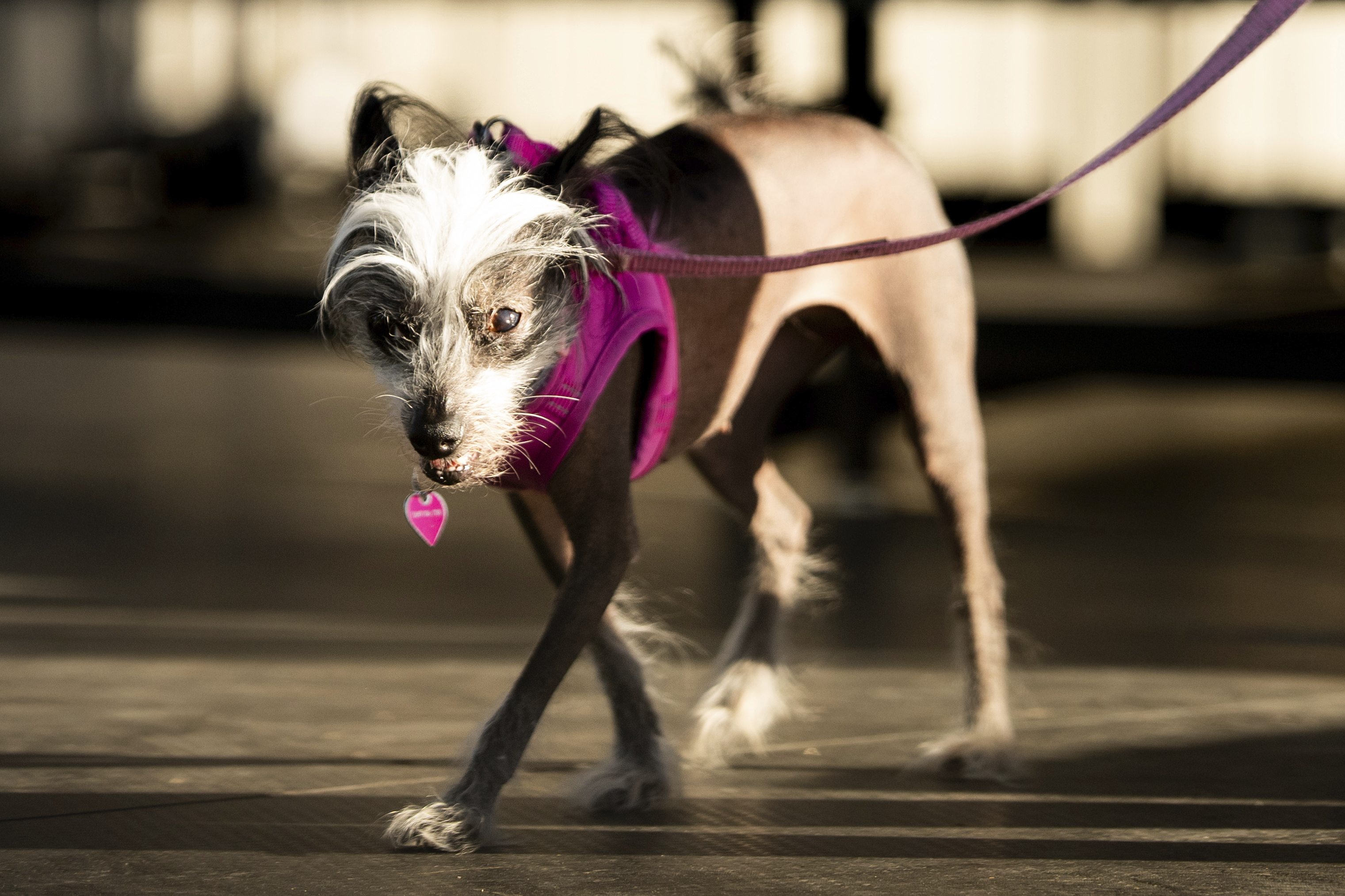 Poppy, a a 7-year-old Chinese Crested, competes in the World's Ugliest Dog Contest at the Sonoma County Fair in Santa Rosa, Calif., on Friday. Poppy went on to take third place.