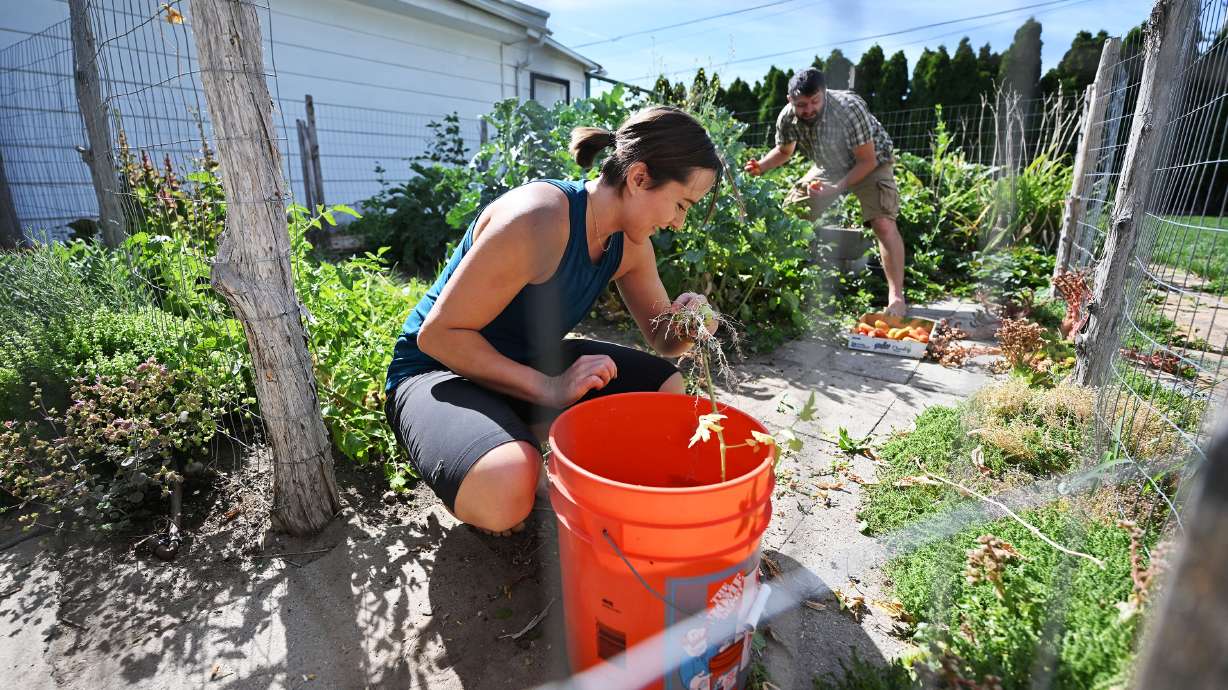 Cami and Oliver Hauver work in their garden in Sandy on Saturday.