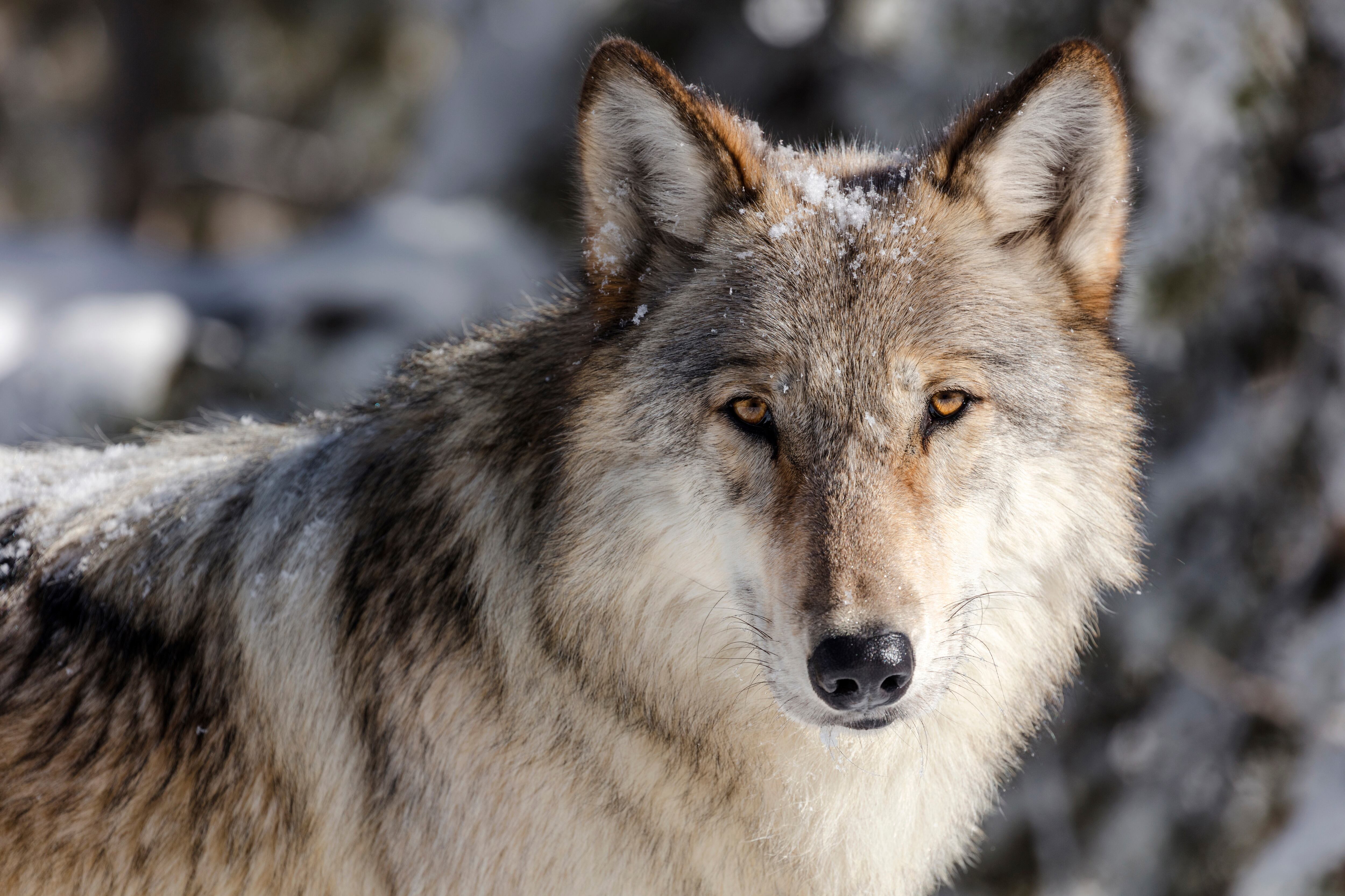 A Montana federal judge ruled the Fish and Wildlife Service violated the Endangered Species Act when it removed protections from the gray wolf in 2024.