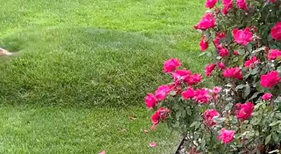 A leak in the irrigation system causes a bubble in a lawn in Kalamazoo, Michigan, on June 9.