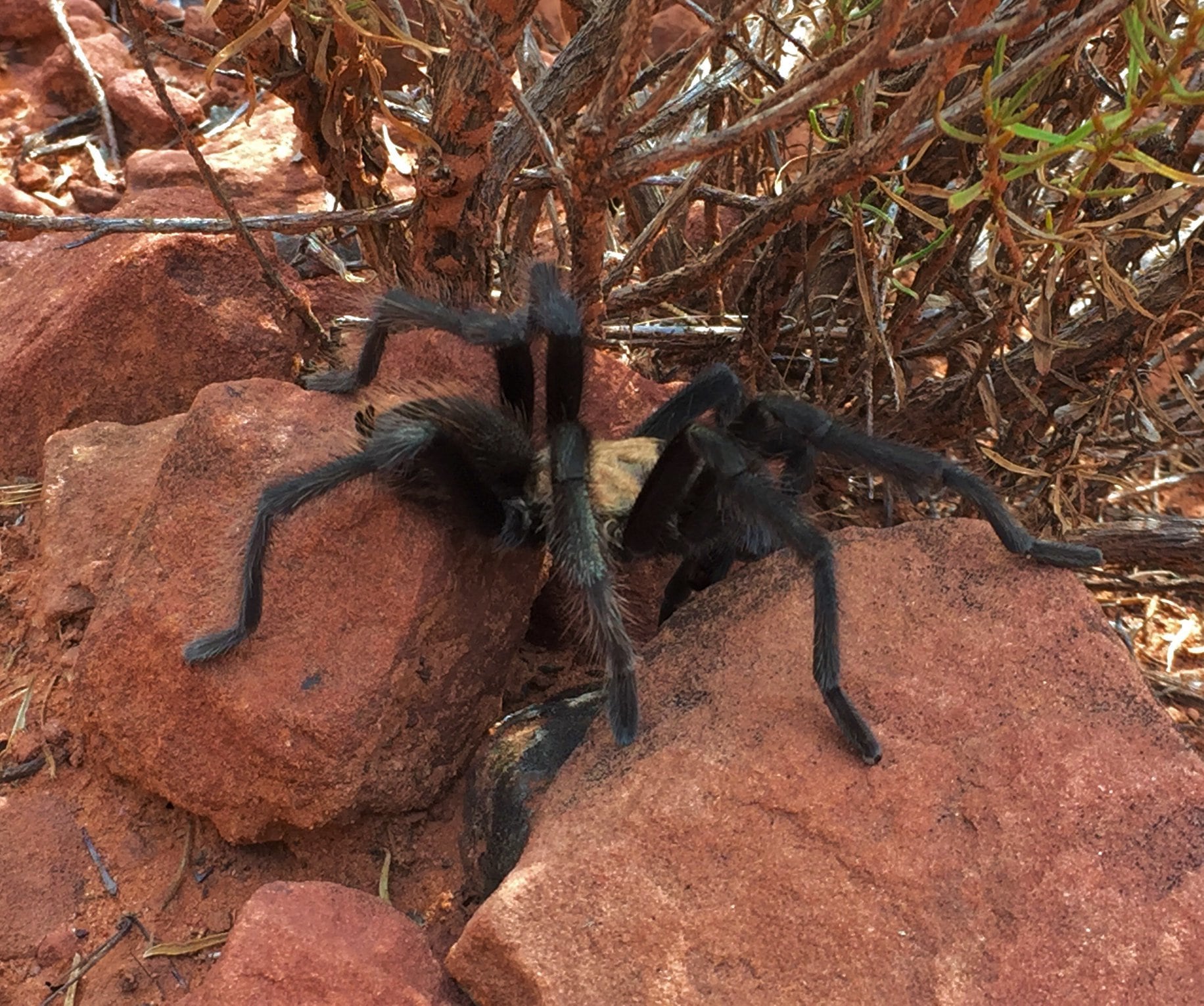 It's the season for tarantulas like this to be wandering about at Zion National Park. Tarantulas are docile and avoid humans, but people should still give them wide berth.