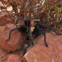 They may look creepy, but they are afraid of you, too