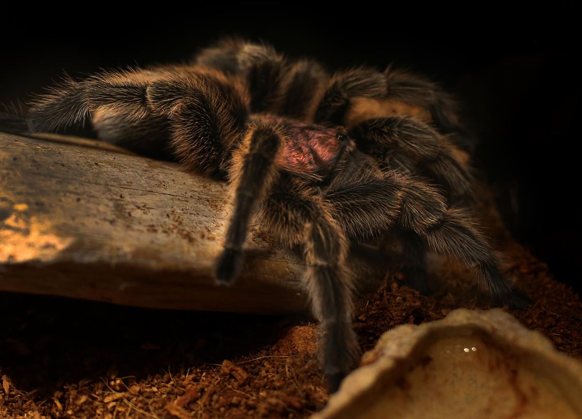 A tarantula on display at “The Power of Poison” exhibit at the Natural History Museum of Utah in Salt Lake City on Oct. 14, 2016.