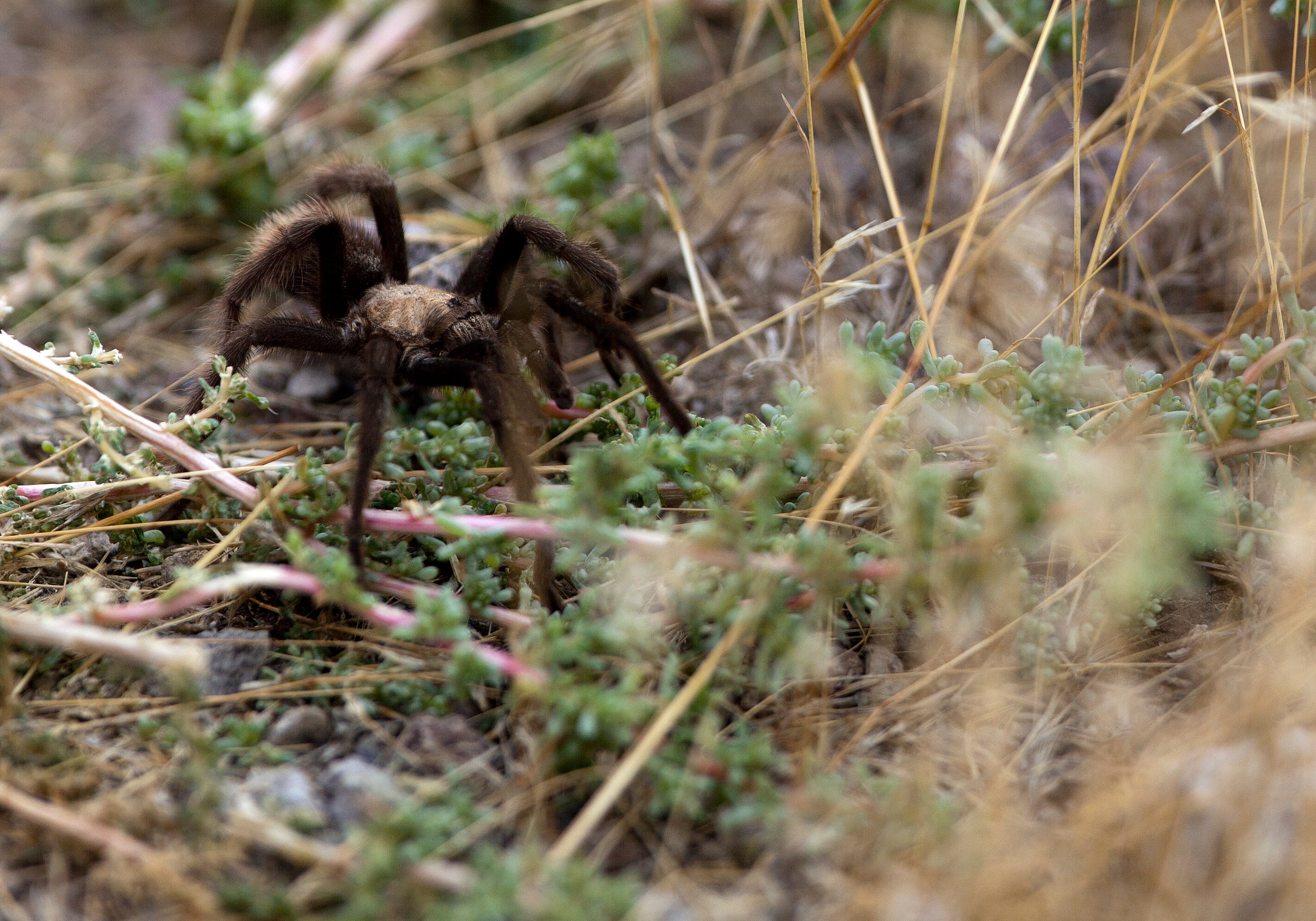 A tarantula walks in the grass near the base of Topaz Mountain on Sept. 17, 2011, 50 miles northwest of Delta.