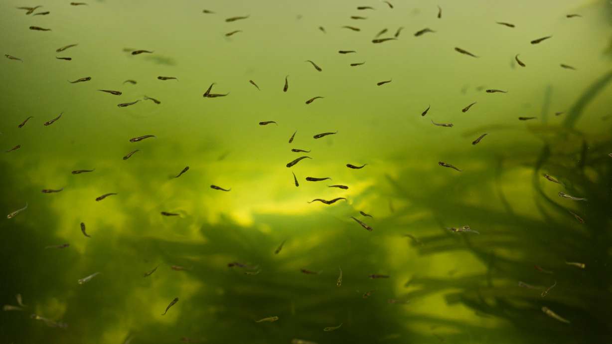 Fish swim inside a tank in the fish hatchery at the Salt Lake City Mosquito Abatement District building in Salt Lake City, Aug. 8. The Salt Lake County Health Department on Thursday announced Utah's first human case of West Nile virus for 2025.