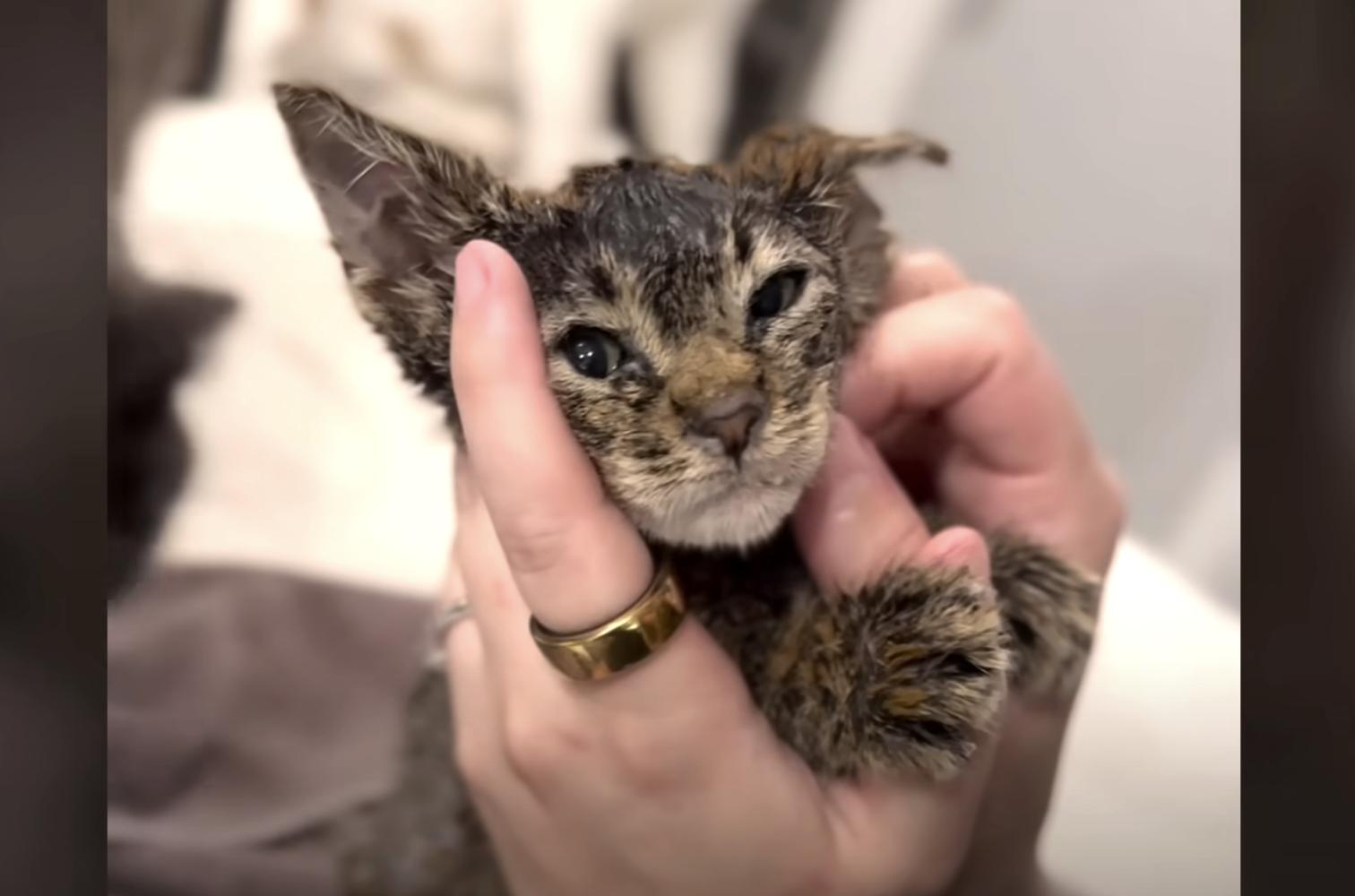 After being rescued from a dogfighting ring, Moo the kitten was saved by a rescuer in California who helped him become his cuddliest self.