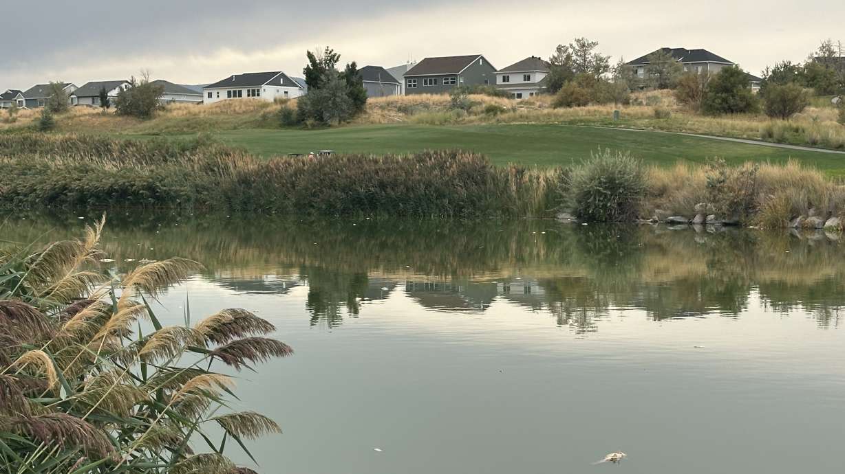 Dead fish float in the Jordan River in Lehi on Friday. Utah Division of Water Quality officials say at least 50 fish were found dead, and they're investigating what may have happened.