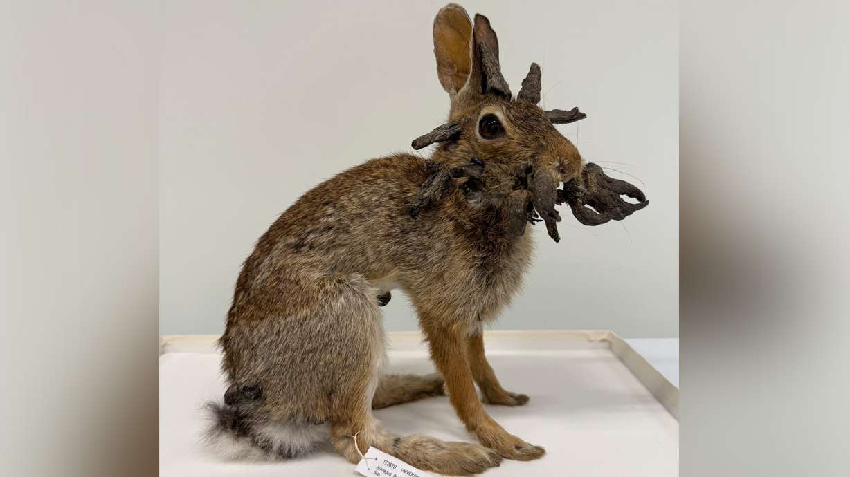 This August 2025 photo provided by University of Kansas Biodiversity Institute shows a rabbit specimen with the Shope papilloma virus at University of Kansas Biodiversity Institute.