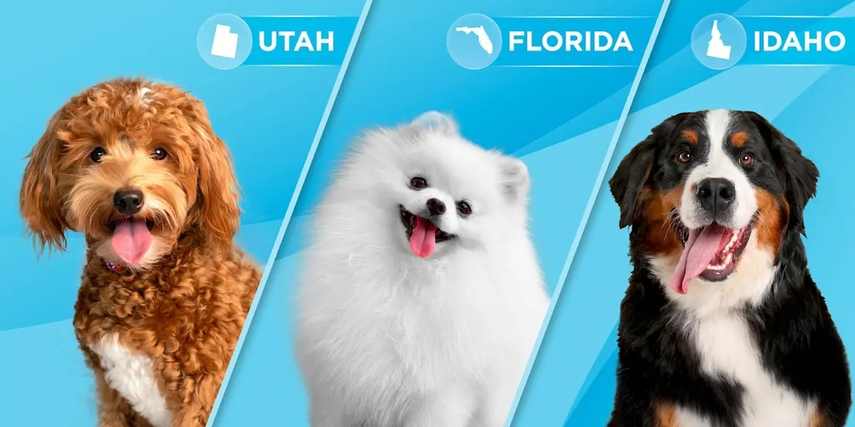 It’s time for some off leash fun with 50 paw-sonalities that match dog breeds by state.