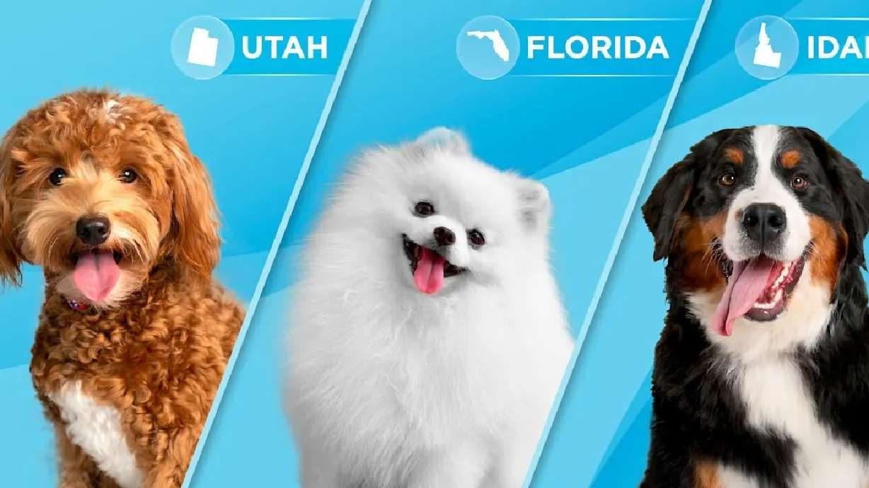 It’s time for some off leash fun with 50 paw-sonalities that match dog breeds by state.