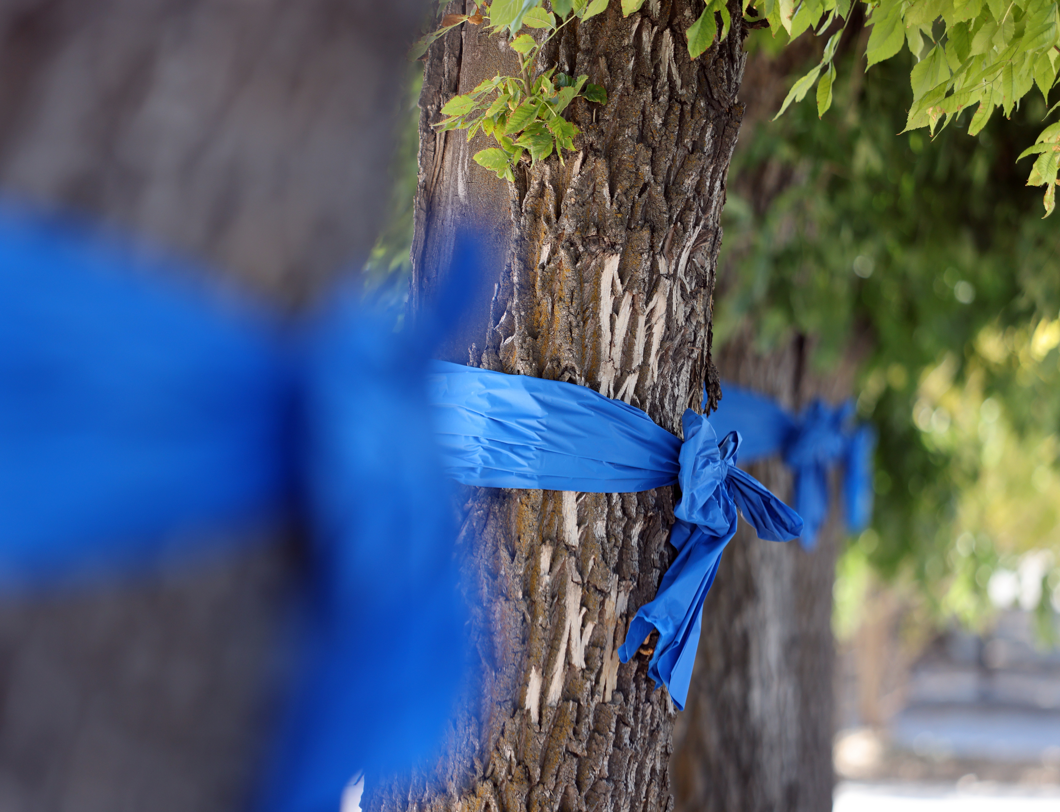 Blue ribbons adorn the trees along the road in front of the Tremonton Garland Police Department in memory of two police officers who were shot and killed, in Tremonton, Monday.