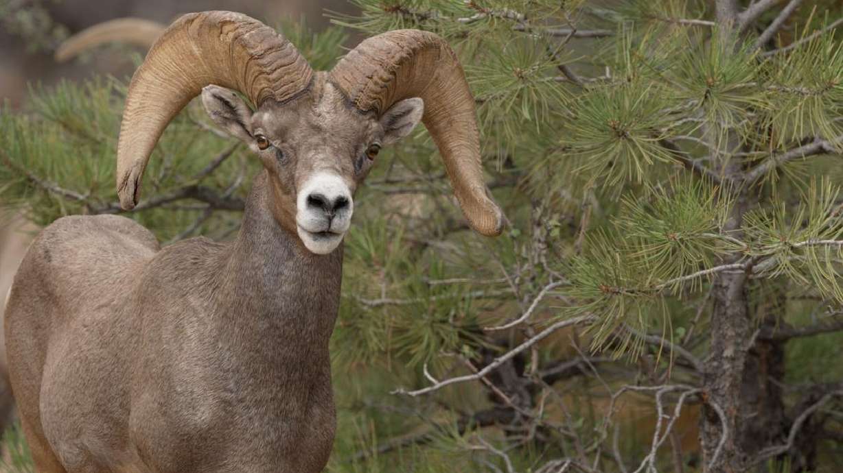 Human activity can be a "big stress" on bighorn sheep during sensitive times of the year in Zion National Park.