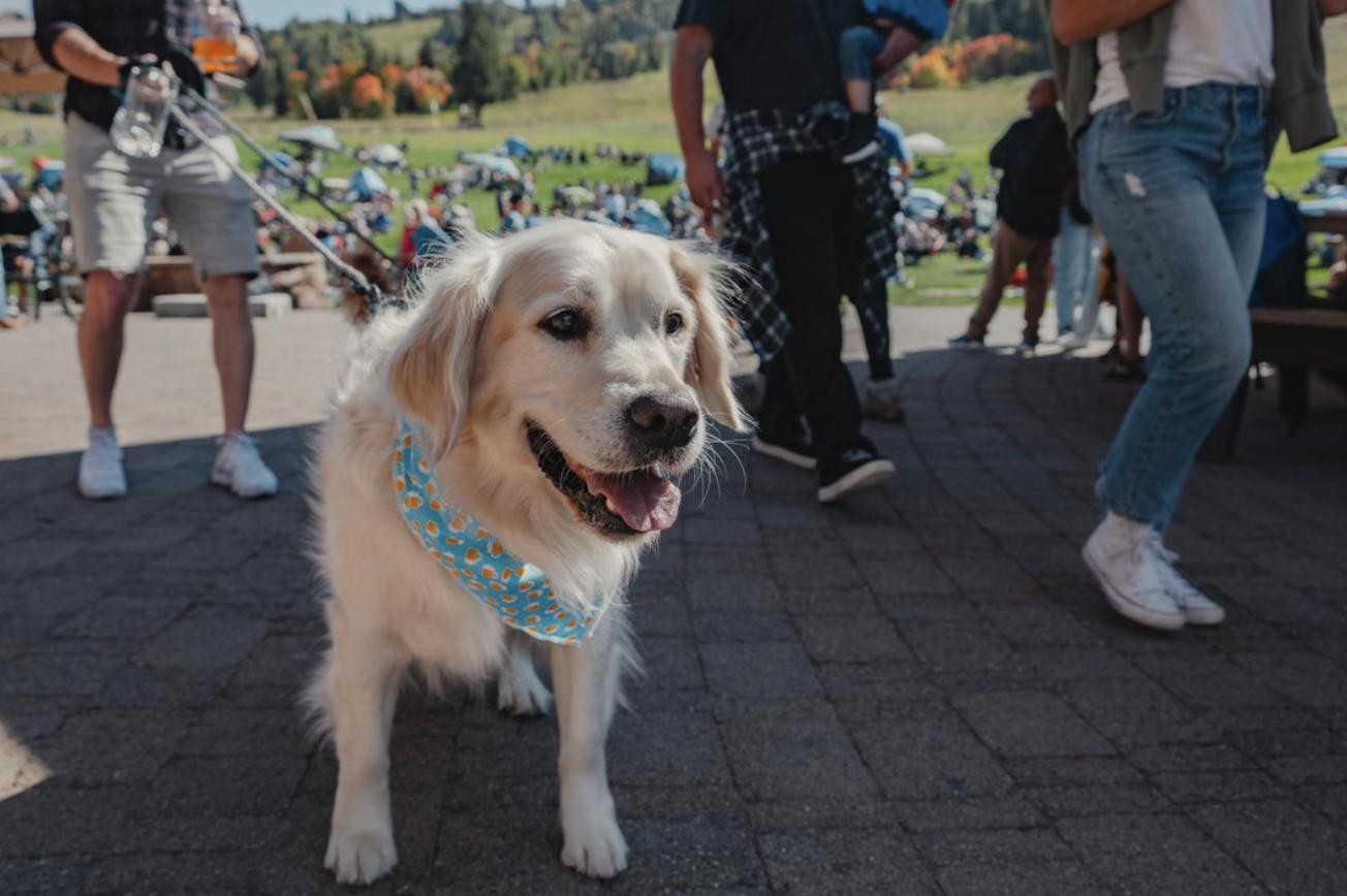 Northern Utah's largest dog-friendly Oktoberfest begins at Snowbasin's SnowWiesn