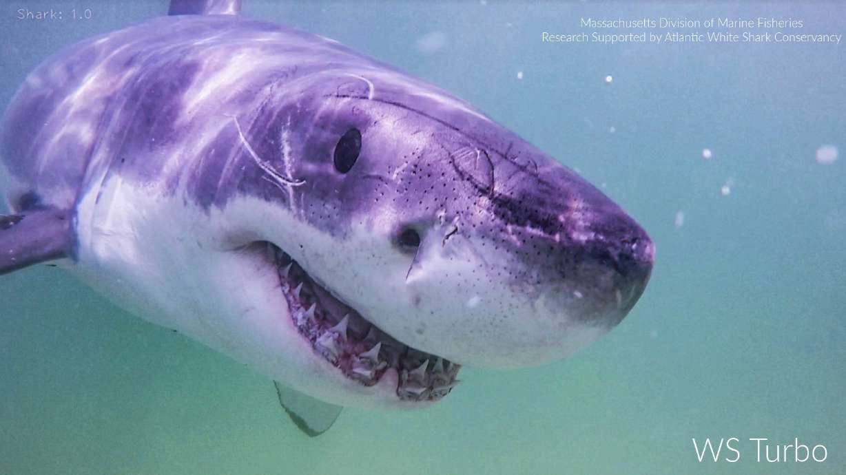 This undated image provided by the Atlantic White Shark Conservancy and Massachusetts Division of Marine Fisheries shows a great white shark named Turbo.