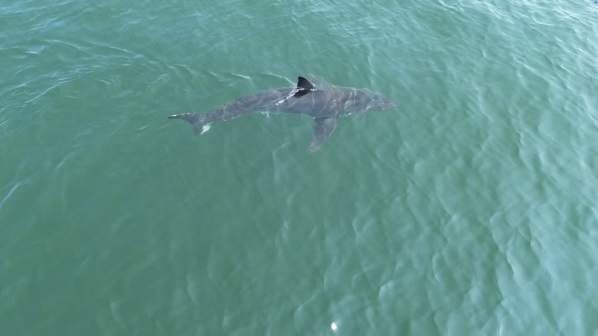 This TV grab shows an aerial image of a great white shark off the coast of Scarborough, Maine, on Aug. 11.