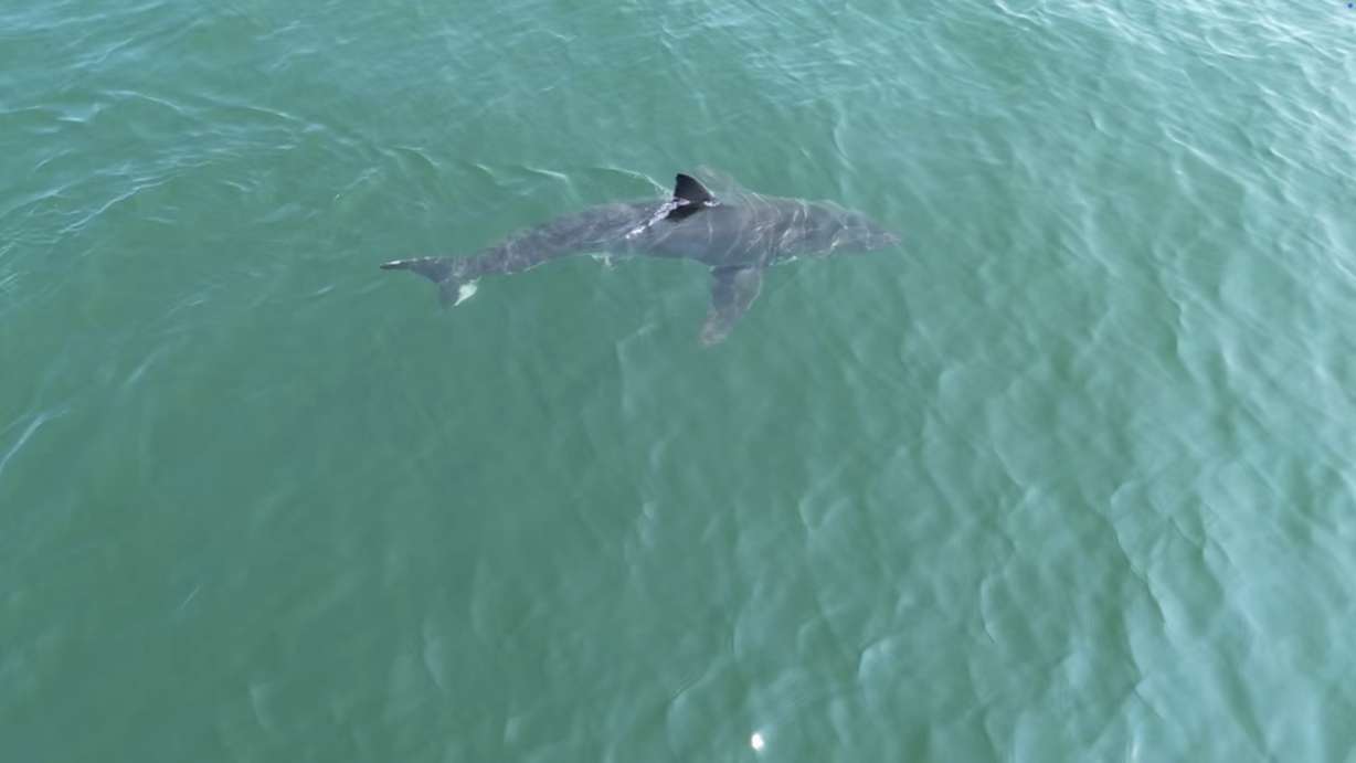 This TV grab shows an aerial image of a great white shark off the coast of Scarborough, Maine, on Aug. 11.
