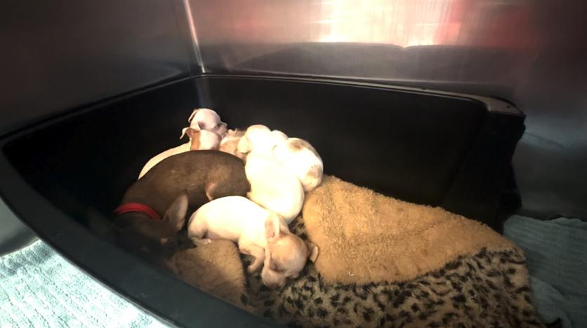 Nearly 100 dogs rescued from a Salt Lake City home