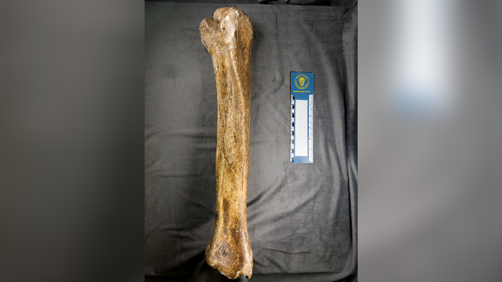 The shin bone fossil of Camelops hesternus was found near Vernal in 1987. New research shows that the fossil is approximately 33,000 years old.