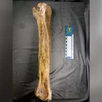 Prehistoric camel fossil discovered in Utah turns out to be older than researchers expected