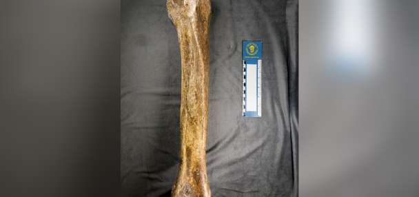 Prehistoric camel fossil discovered in Utah turns out to be older than researchers expected