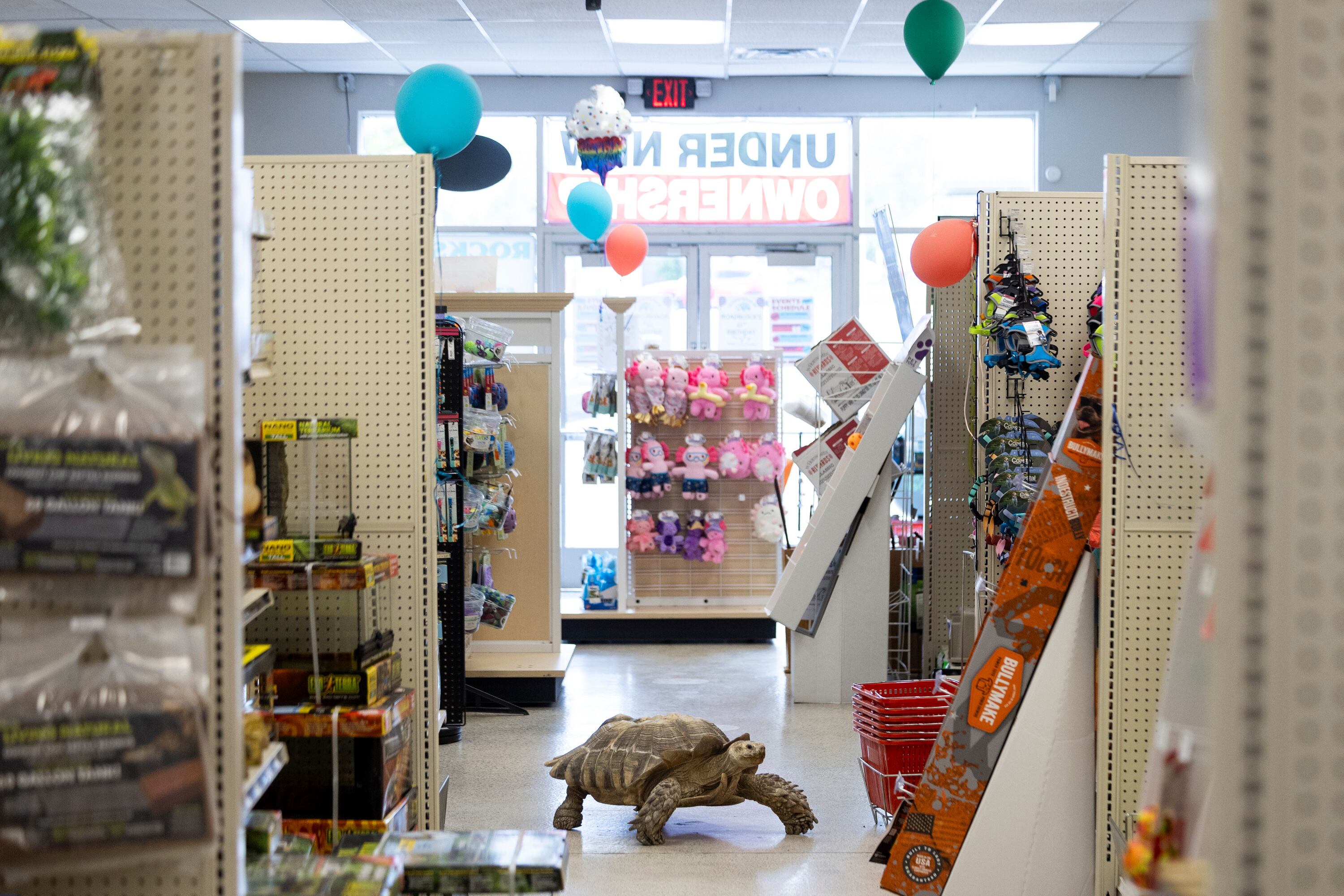 '25 years in the slow lane': Celebrating Roadblock the tortoise