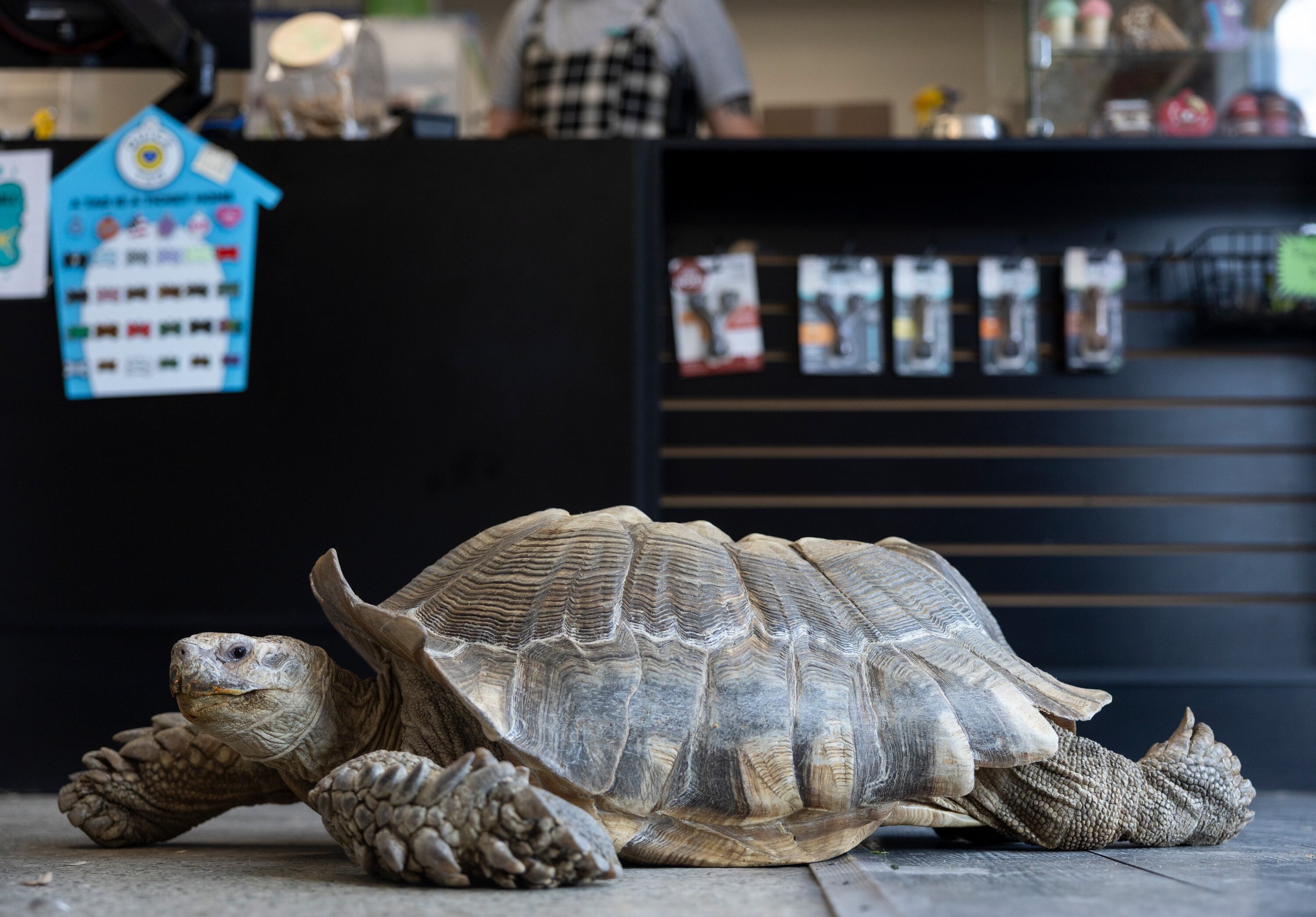 Roadblock the tortoise lays on the floor at Rockstar Pets in Tooele on Monday. Co-owner Jed Jones said Roadblock wandering around the store always catches the eye of frequent customers.
