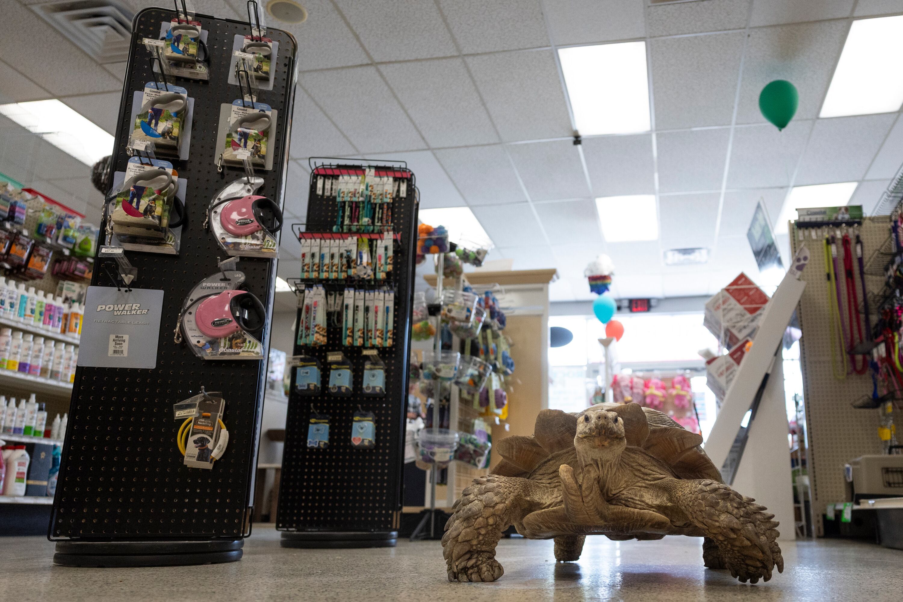 Roadblock wanders through the aisles of Rockstar Pets in Tooele on Monday. Owners Sarah and Jed Jones hoped Roadblock's 25th birthday party on Wednesday would build more connections in the community.