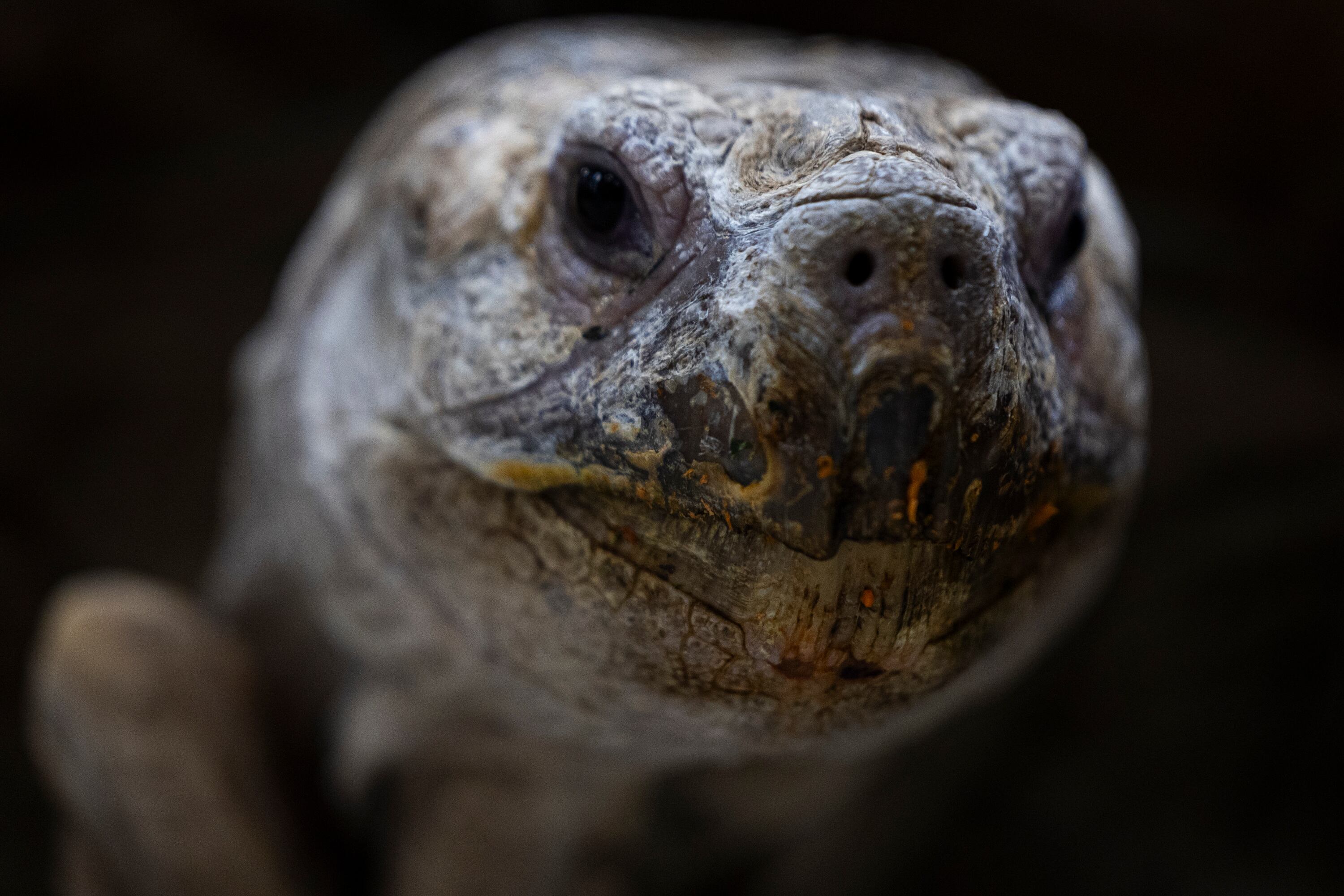 Roadblock the tortoise at Rockstar Pets in Tooele on Monday. Co-owner Sarah Jones said some bring their kids to the store just to see the tortoise.