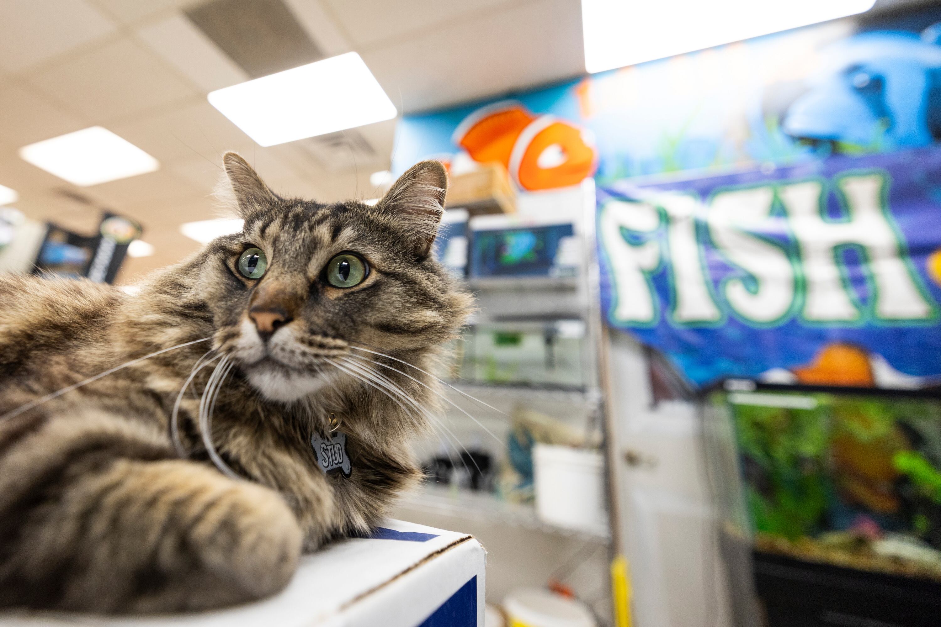 Lestat the cat watches the fish swim in their aquariums at Rockstar Pets in Tooele on Monday. Roadblock the tortoise and Lestat are what co-owner Sarah Jones calls "frenemies."