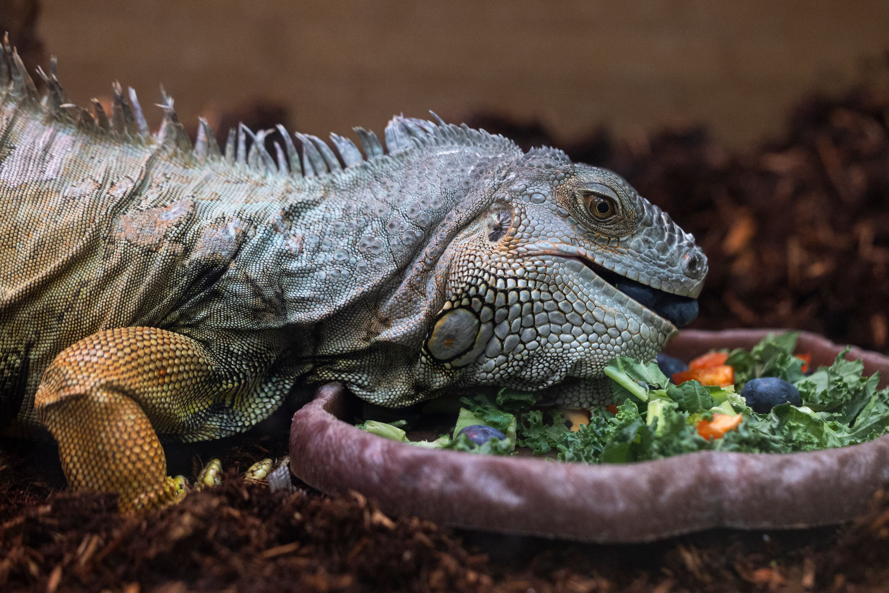 Beastie the iguana at Rockstar Pets in Tooele on Monday. Beastie is soon to get a new home due to Roadblock's new habitat being constructed nearby.