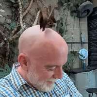 Have You Seen This? Apparently, butterflies prefer bald men