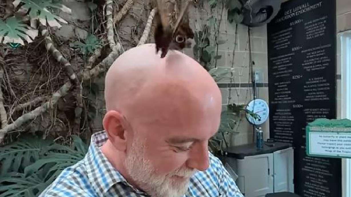 Butterflies seemingly fight over available real estate on a man's head in this July 11 video from Westminster, Colorado.