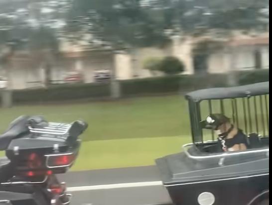 A dog rides safely in a encaged trailer being pulled by a motorcycle May 6 in Daytona, Florida.