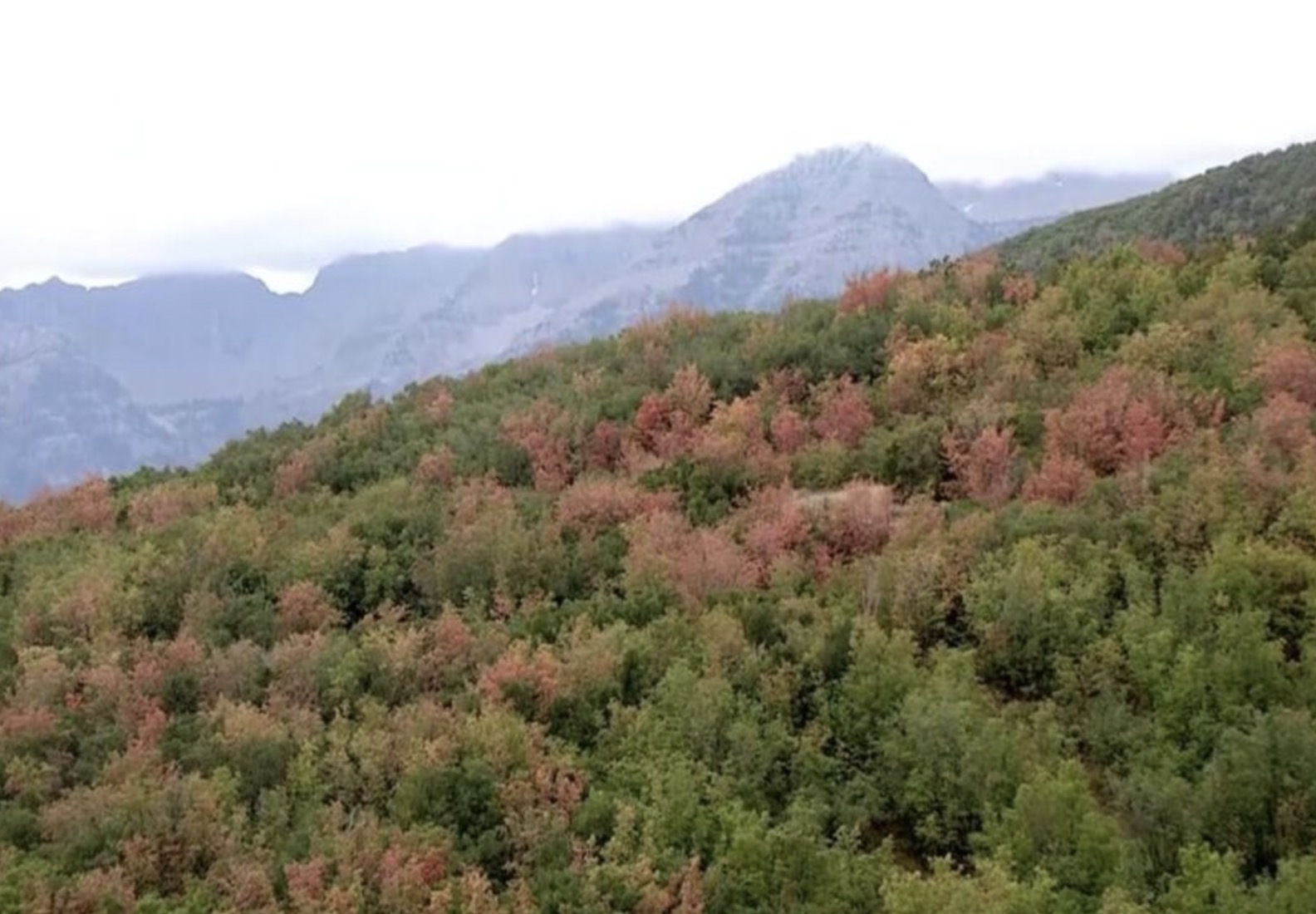 Patches of fall colors are visible in Utah's mountains on Tuesday. Utah's fall colors are expected to pick up in the next few weeks, but an expert warns this year's colors may not be as vibrant.