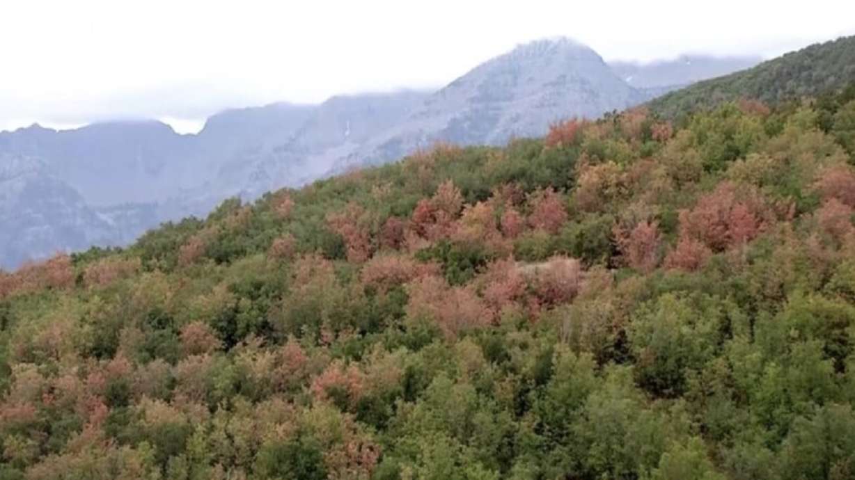 Utah's fall colors could show earlier this year. Here's when they might peak