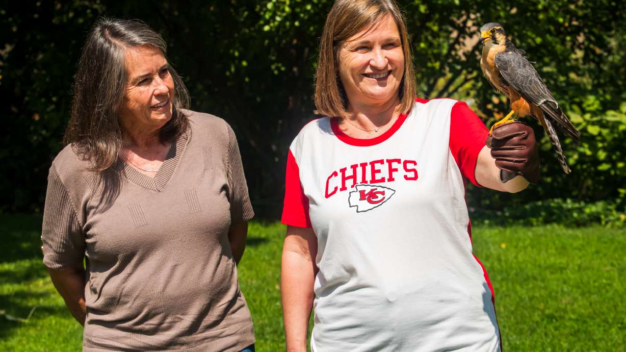 West Valley City Mayor Karen Lang, left, watches as Salt Lake County Mayor Jenny Wilson, right, holds Phoenix, an aplomado falcon, at Tracy Aviary in Salt Lake City on Thursday. The two mayors carried out a service project after a "friendly wager."