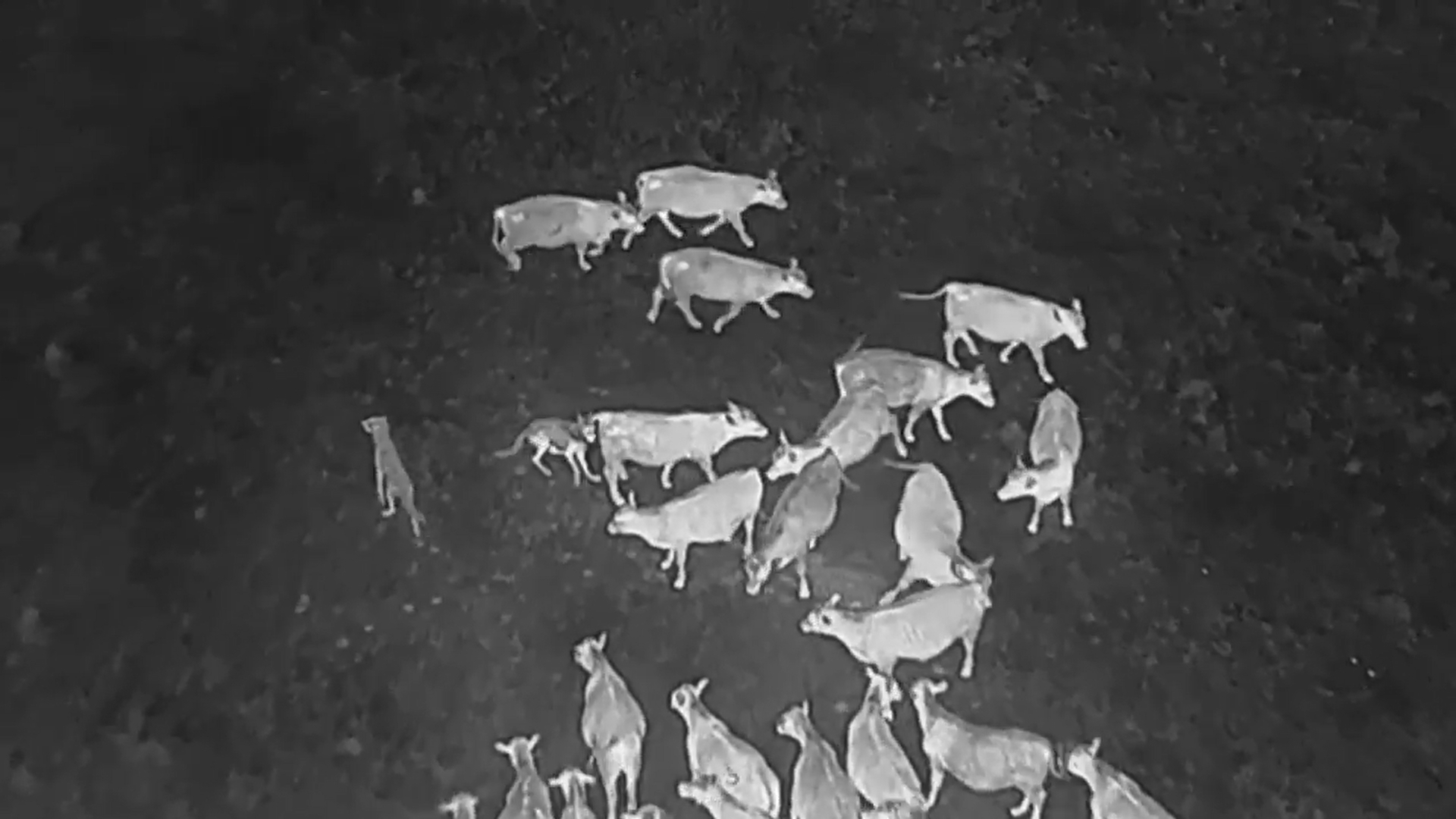 Gray wolves halt an attack on a cow at an undisclosed location along the Oregon/California border after a drone emits noises at them as part of efforts by the USDA to monitor predators at night and repel them from livestock by nonlethal means.