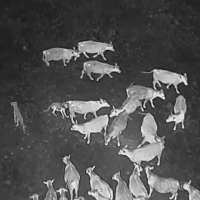 Drones blasting AC/DC and Scarlett Johansson are helping biologists protect cattle from wolves