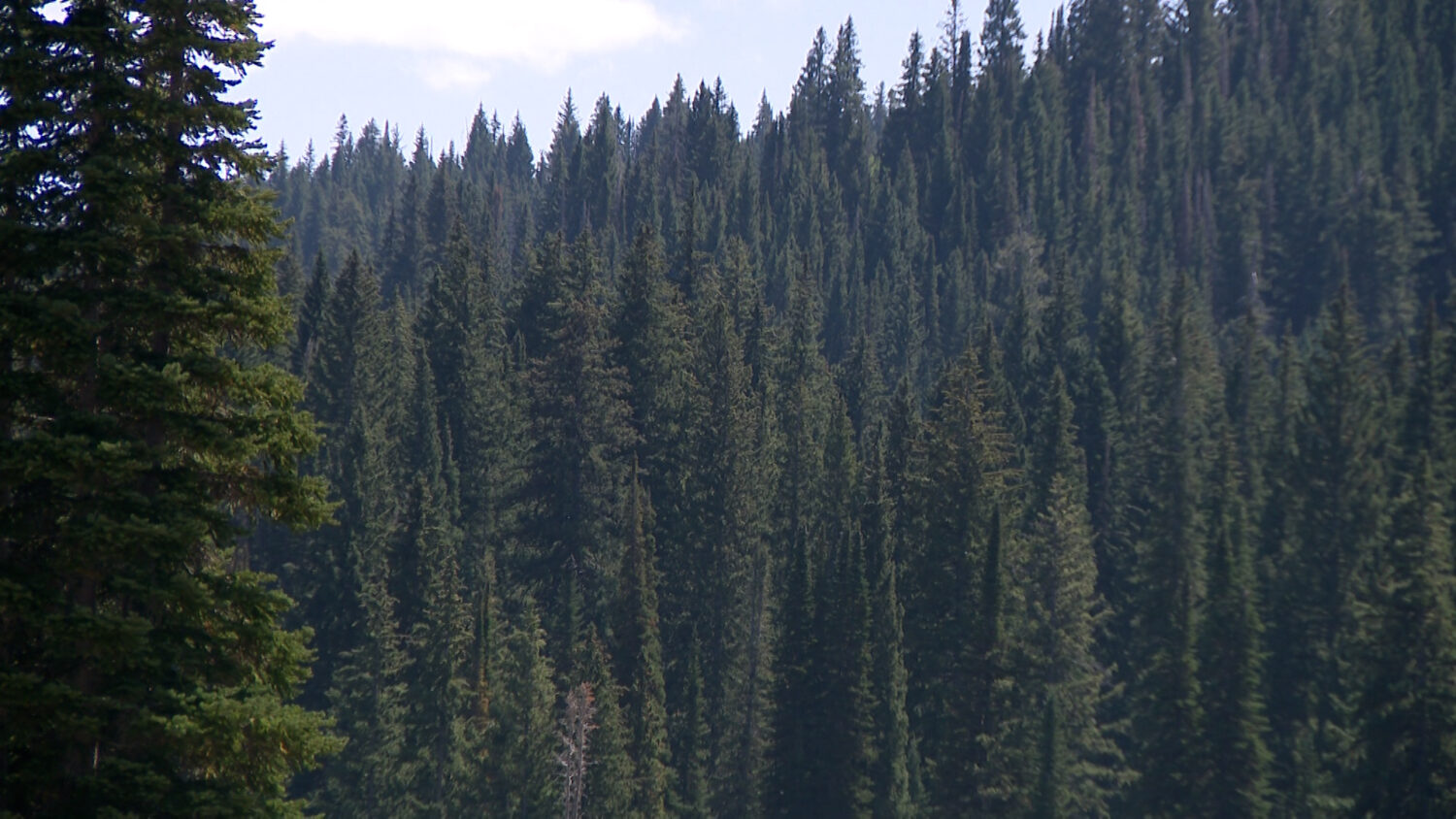The U.S. National Forest in Logan Canyon, Monday. The Department of Agriculture is seeking public feedback on its plans to rescind the 2001 Roadless Rule.