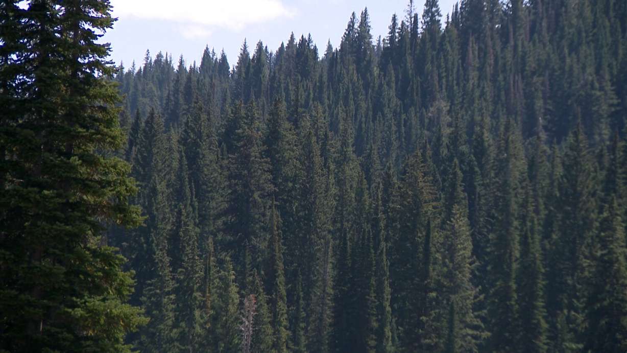 The U.S. National Forest in Logan Canyon, Monday. The Department of Agriculture is seeking public feedback on its plans to rescind the 2001 Roadless Rule.