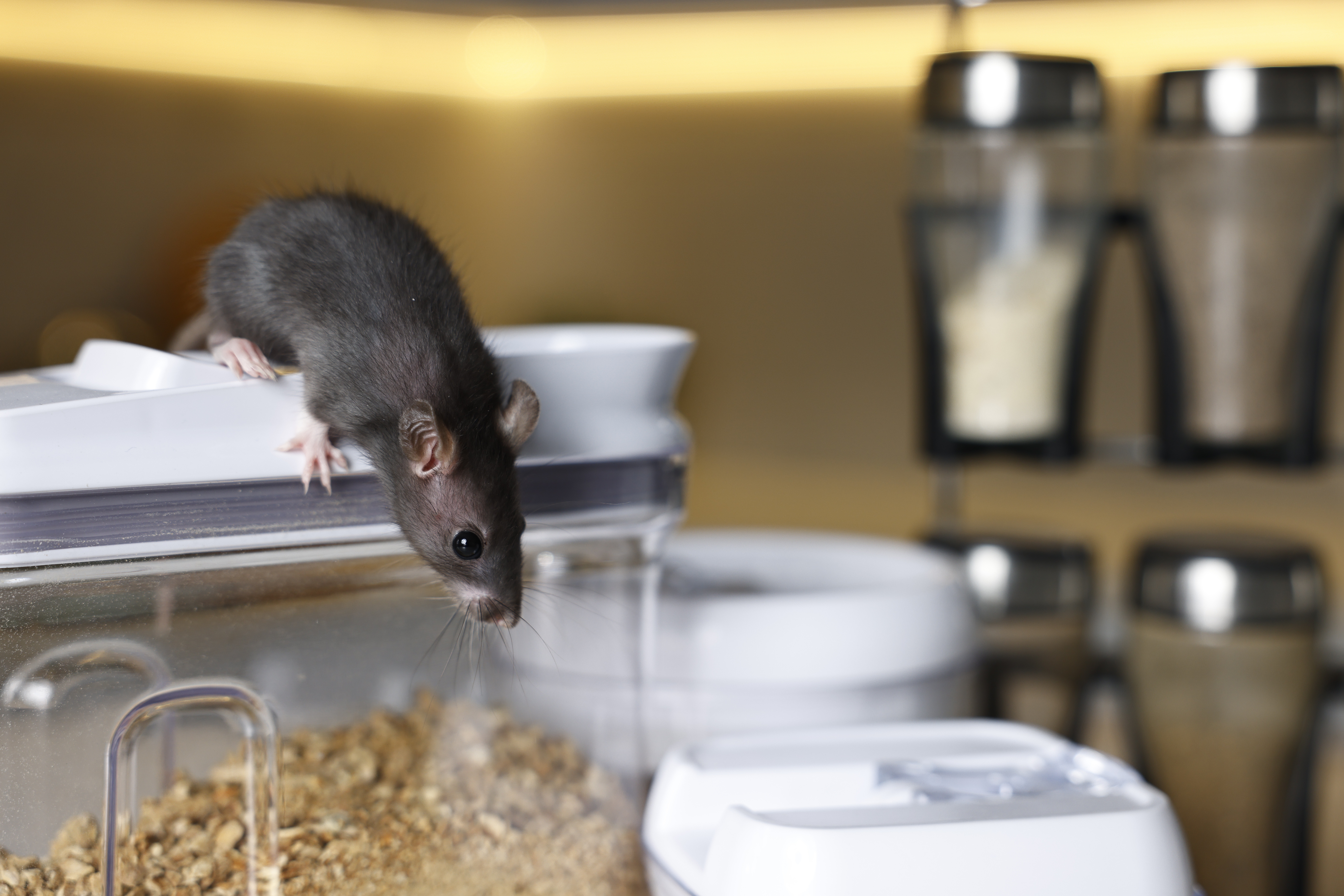 Pest alert: The surprising risks of rodents, ants, termites and other unwanted visitors