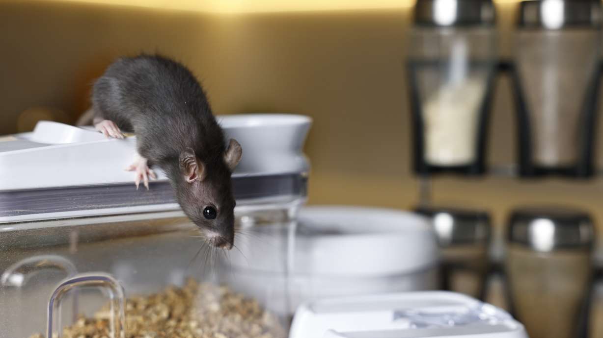 Pest alert: The surprising risks of rodents, ants, termites and other unwanted visitors