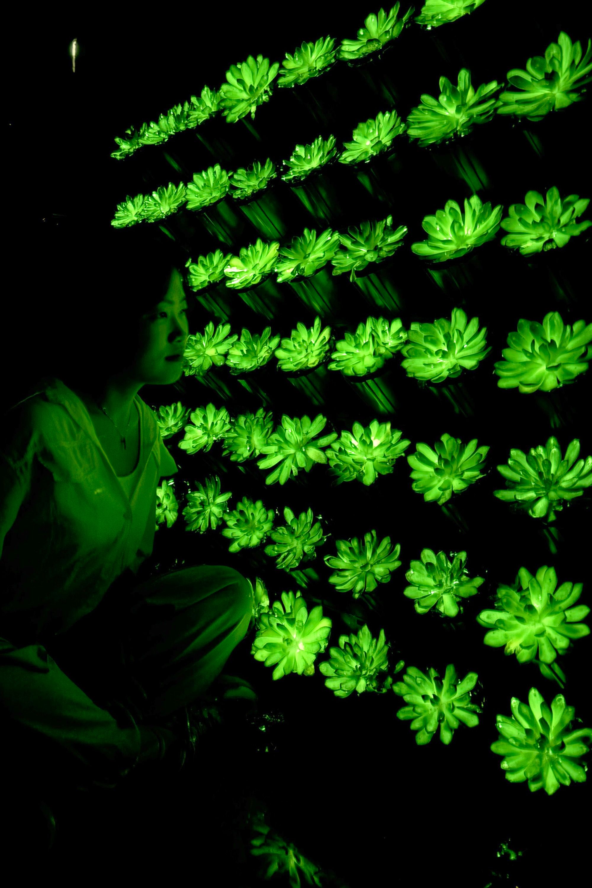 The green wall produced enough light to allow researchers to see text and images in the dark.