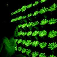 Scientists have created rechargeable, multicolored, glow-in-the-dark succulent plants