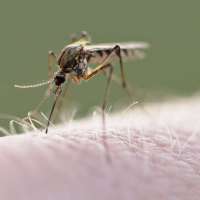 8 human cases of West Nile virus — 1 death — detected in Utah, Davis counties