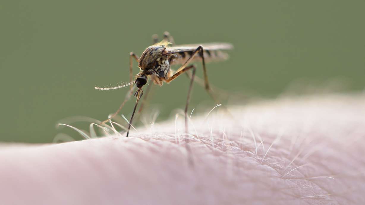 8 human cases of West Nile virus — 1 death — detected in Utah, Davis counties - KSL.com
