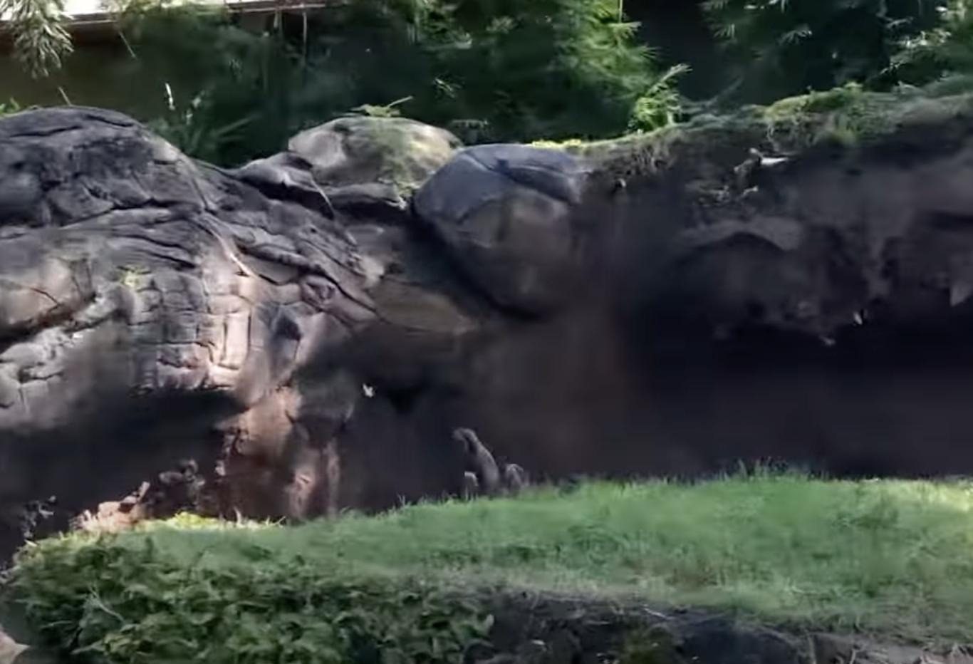 Have You Seen This? 4 otters playfully chase butterfly 