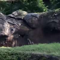 Have You Seen This? 4 otters playfully chase butterfly